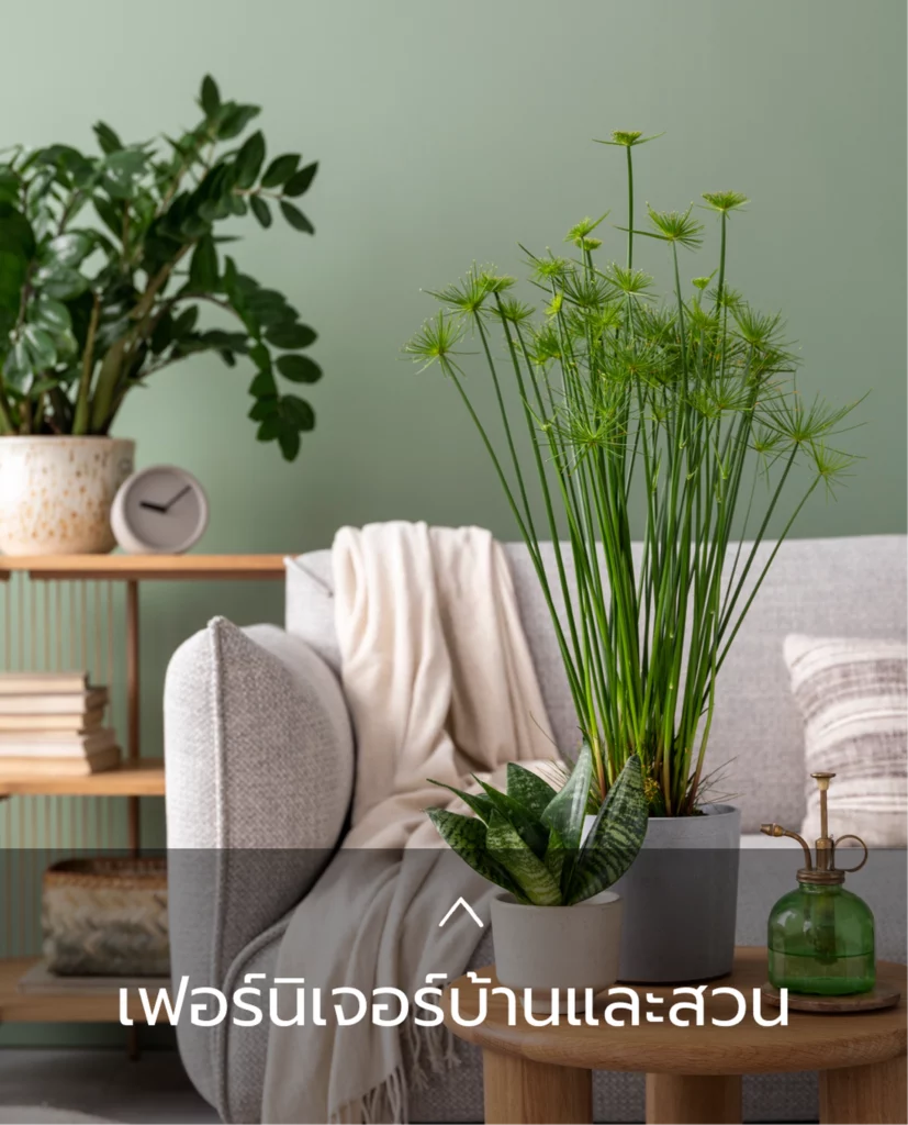 เฟอร์นิเจอร์บ้านและสวน